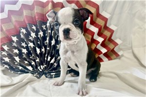 Thomas - Boston Terrier for sale