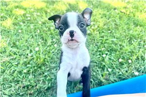 Theodore - puppy for sale