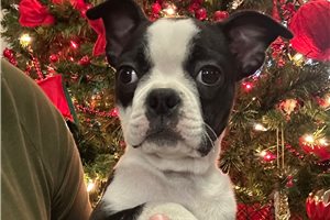 Fauna - Boston Terrier for sale