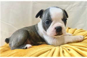 Taylor - Boston Terrier for sale