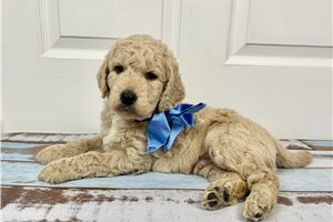 Ollie - puppy for sale