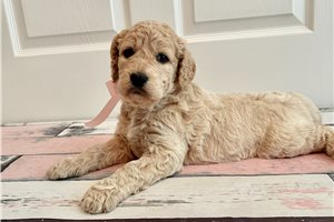 Avia - puppy for sale