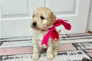 Olivia - Goldendoodle for sale