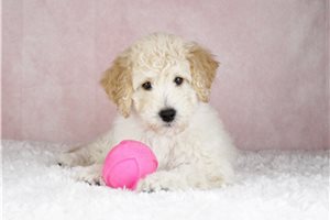 Olivia - Goldendoodle for sale