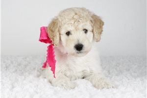 Olivia - Goldendoodle for sale