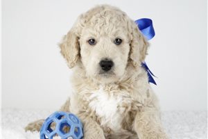 Ollie - Goldendoodle for sale