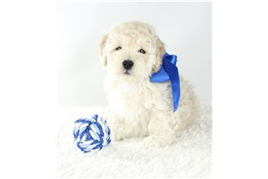 Jaxson - puppy for sale