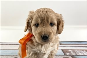 Winston - puppy for sale