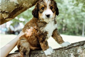 Cedar - puppy for sale