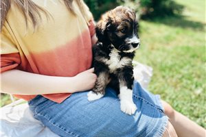 Aspen - Bernedoodle for sale