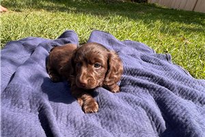 Cooper - Dachshund, Mini for sale