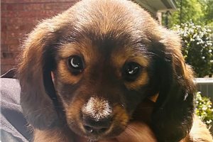 Charlotte - Dachshund, Mini for sale