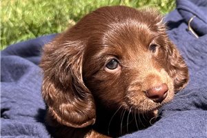 Carter - puppy for sale