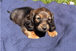Charlotte - puppy for sale