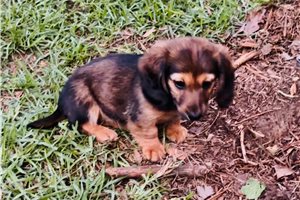Charlotte - Dachshund, Mini for sale