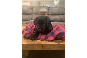 Jet - Labradoodle for sale