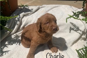 Charlie Sloan - Labradoodle for sale