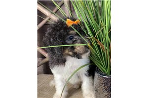 Nikki - Bernedoodle, Mini for sale