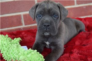Samantha - puppy for sale