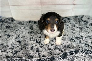 Flint - Mini Dachshund for sale