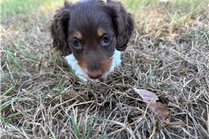 Felina - Mini Dachshund for sale