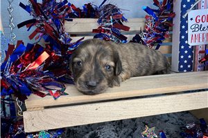 Calvin - Dachshund, Mini for sale