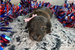 Carissa - Dachshund, Mini for sale