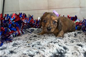 Cassandra - Dachshund, Mini for sale