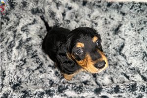 Fern - Mini Dachshund for sale