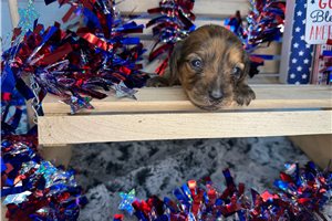 Cassandra - Dachshund, Mini for sale