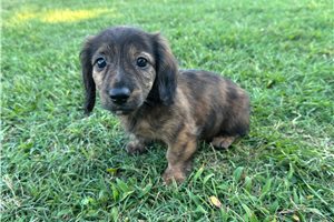 Carissa - Dachshund, Mini for sale
