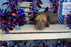 Conner - puppy for sale