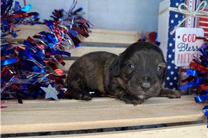 Carissa - Dachshund, Mini for sale