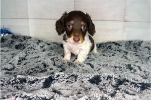 Felina - Mini Dachshund for sale
