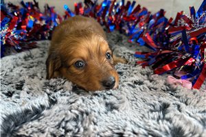 Conner - Dachshund, Mini for sale
