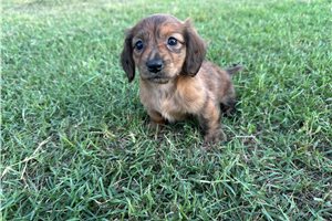 Cassandra - Dachshund, Mini for sale