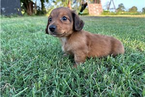 Conner - Dachshund, Mini for sale