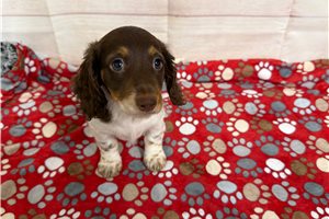 Felina - Mini Dachshund for sale