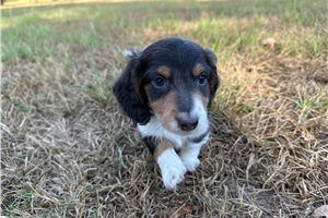 Flint - Mini Dachshund for sale