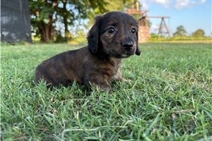 Carissa - Mini Dachshund for sale