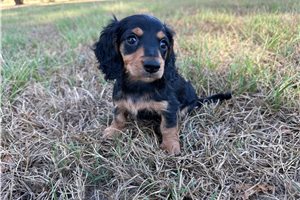 Fern - Mini Dachshund for sale