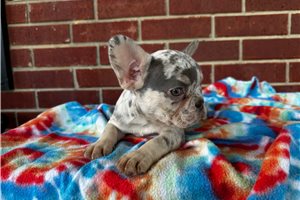 Barbie - French Bulldog for sale