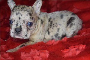 Journee - puppy for sale