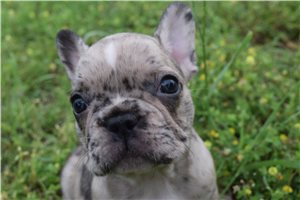 Blakely - French Bulldog for sale
