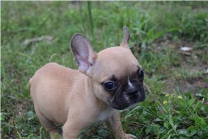 Dior - puppy for sale