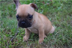 Jasper - puppy for sale
