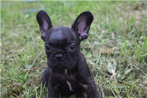Jace - French Bulldog for sale