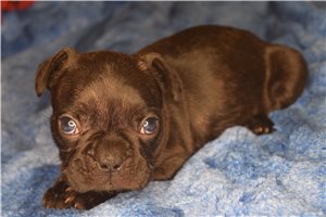 Jace - French Bulldog for sale