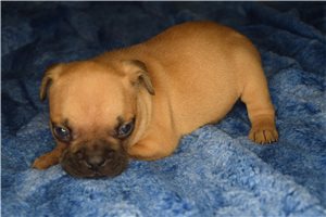 Jasper - French Bulldog for sale