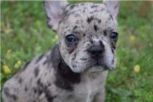 Josie - French Bulldog for sale